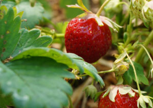 LHWIR-Erdbeeren-pflücken-02